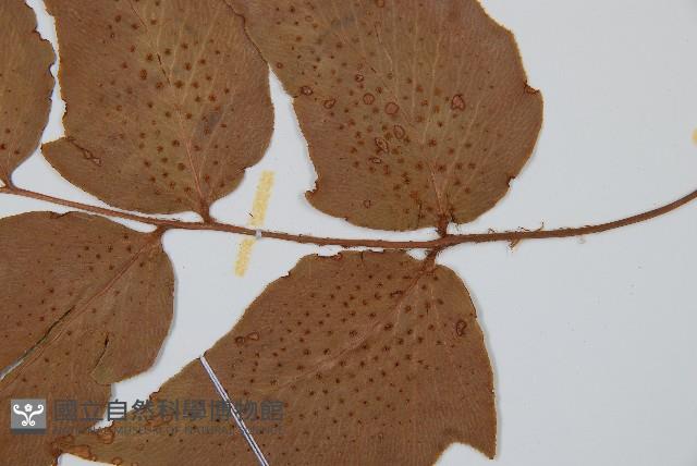 Accession Number:P001649 Collection Image, Figure 3, Total 5 Figures