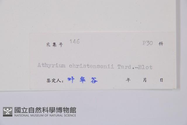 中越蹄蓋蕨藏品圖，第3張