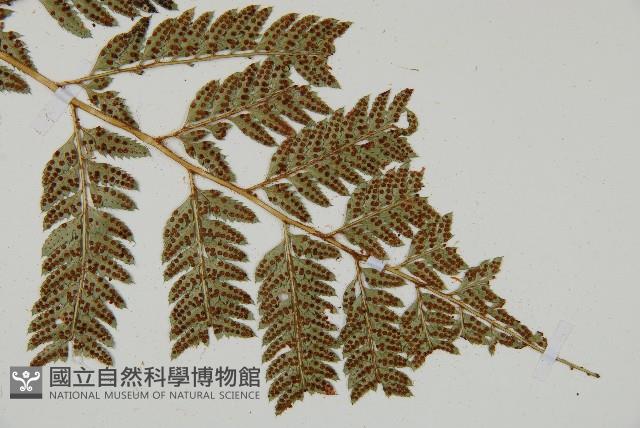 細葉複葉耳蕨藏品圖，第3張