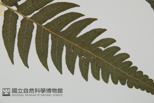 毛柄短腸蕨藏品圖，第3張