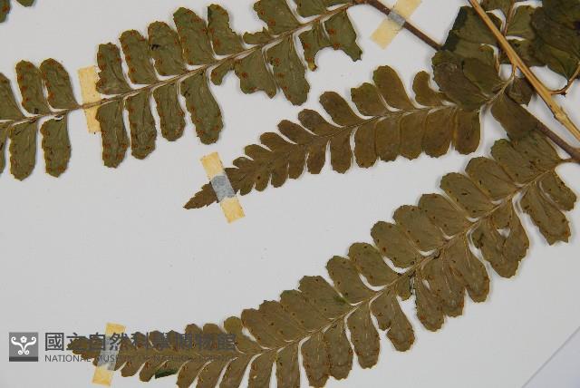 團羽鱗蓋蕨藏品圖，第3張