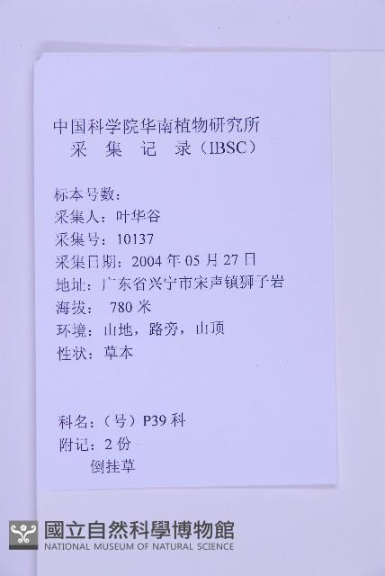 生芽鐵角蕨藏品圖，第3張