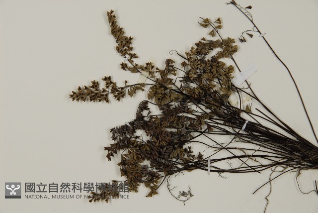 臺灣高山鐵線蕨藏品圖，第3張