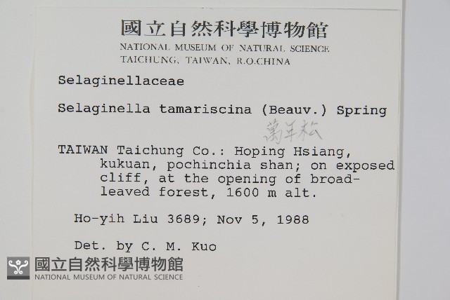 萬年松藏品圖，第2張