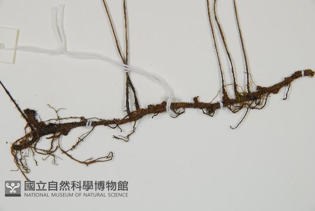 單葉雙蓋蕨藏品圖，第3張