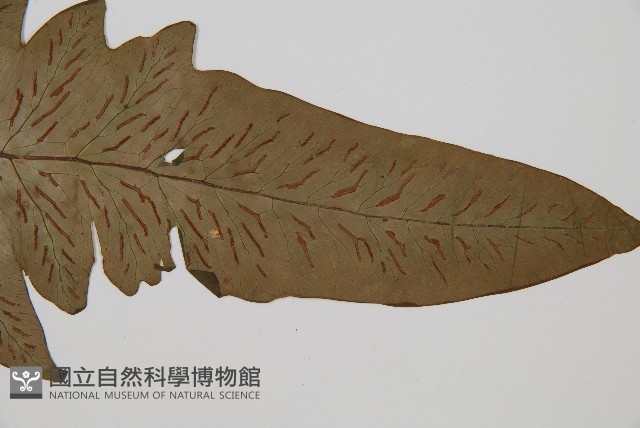 網脈雙蓋蕨藏品圖，第3張