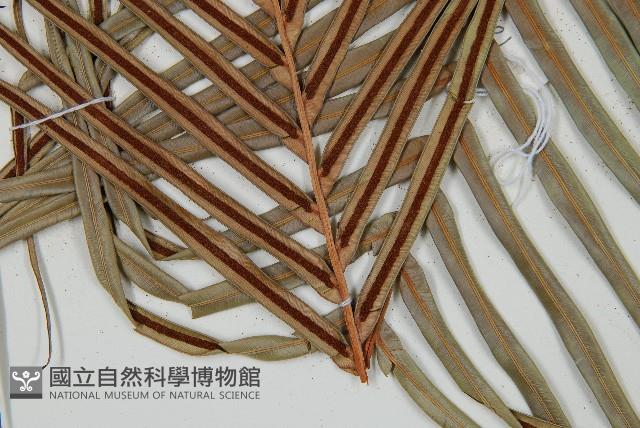 烏毛蕨藏品圖，第3張