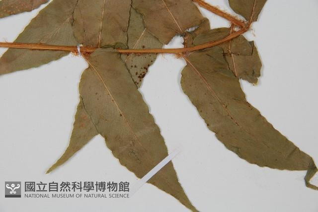 貫眾蕨藏品圖，第3張