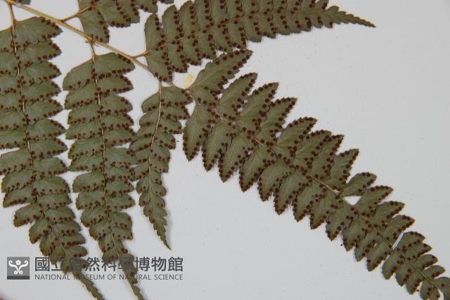 屋久複葉耳蕨藏品圖，第3張