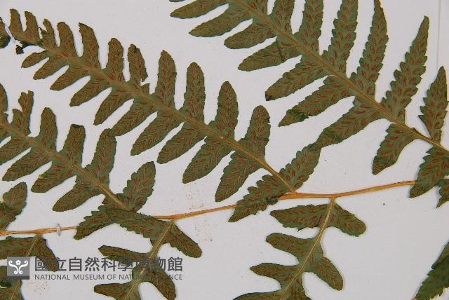 東洋蹄蓋蕨藏品圖，第3張