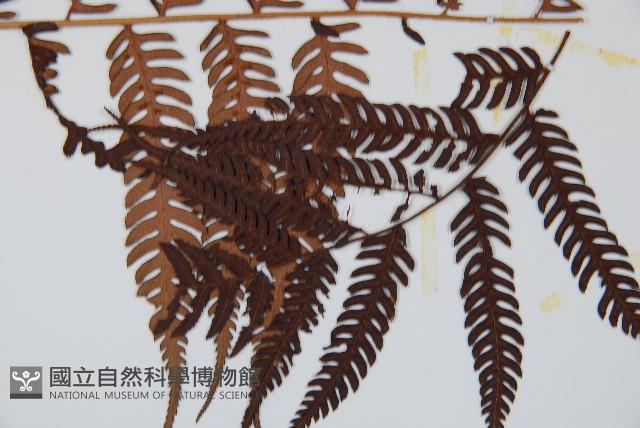 臺灣桫欏藏品圖，第3張