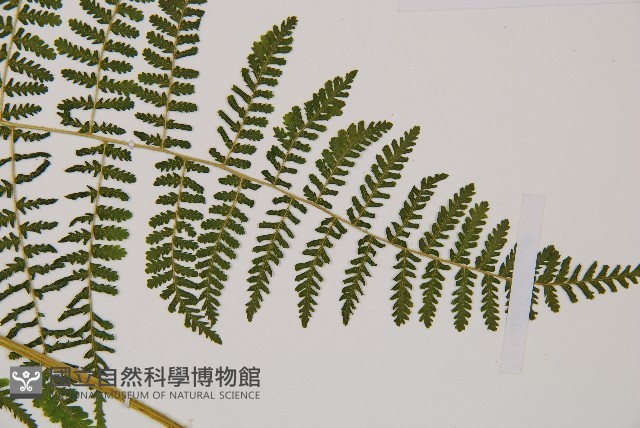 禾稈亮毛蕨藏品圖，第3張