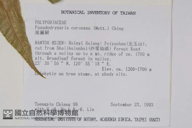 崖薑蕨藏品圖，第2張