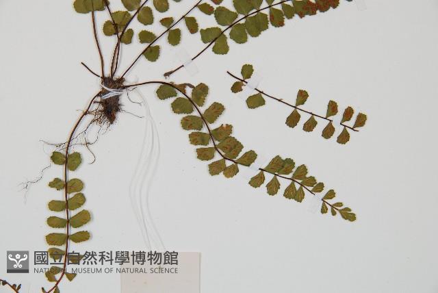 三翅鐵角蕨藏品圖，第3張