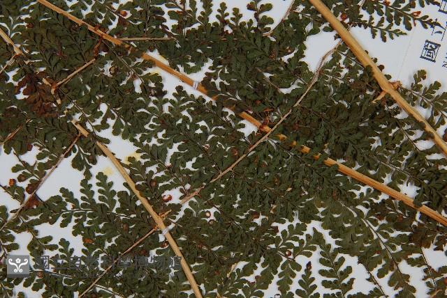 魚鱗蕨藏品圖，第3張