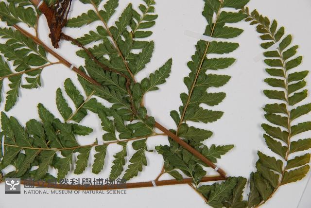 粗毛鱗蓋蕨藏品圖，第3張