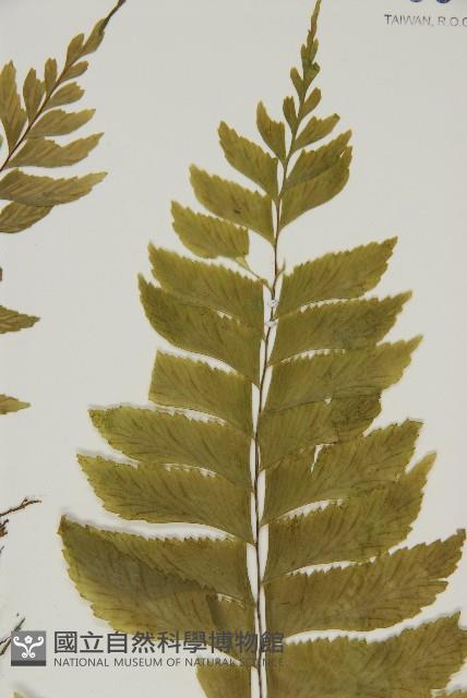 剪葉鐵角蕨藏品圖，第3張