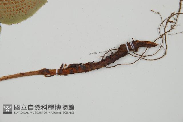 Accession Number:P010179 Collection Image, Figure 3, Total 5 Figures