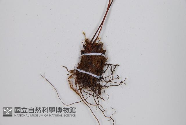 冷蕨藏品圖，第3張