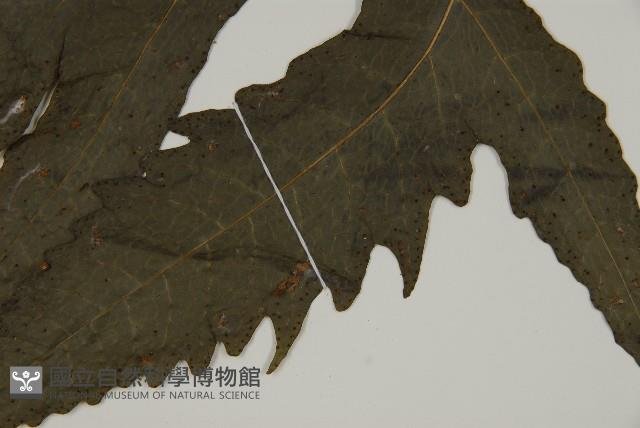 三叉蕨藏品圖，第3張