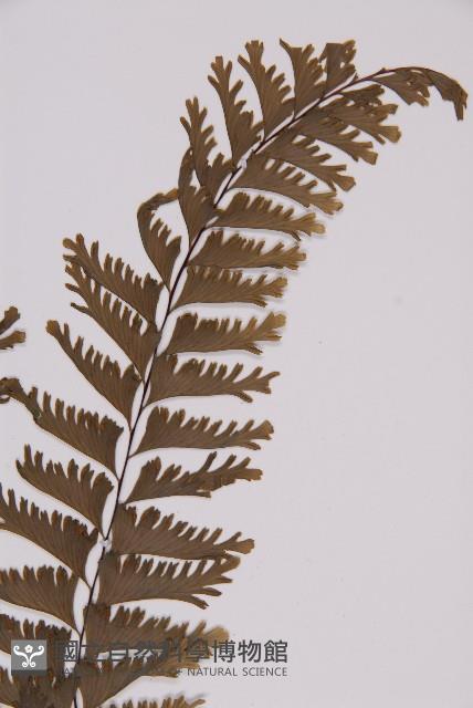 薄葉孔雀鐵角蕨、邊孢鐵角蕨藏品圖，第3張