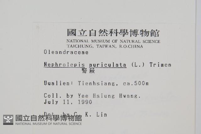 腎蕨藏品圖，第2張