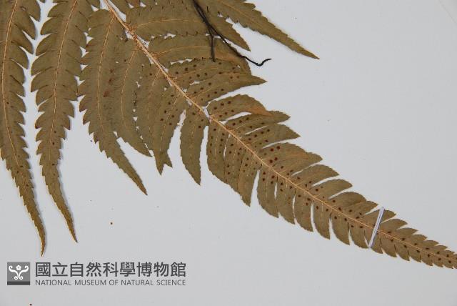 南海鱗毛蕨藏品圖，第3張