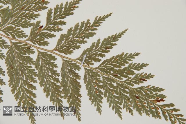 海州骨碎補藏品圖，第3張