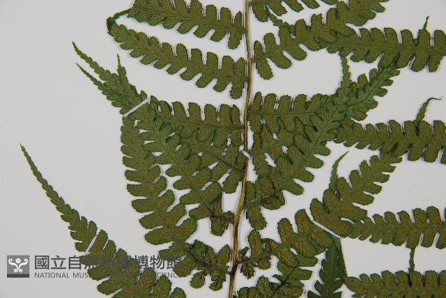 奄美雙蓋蕨藏品圖，第3張