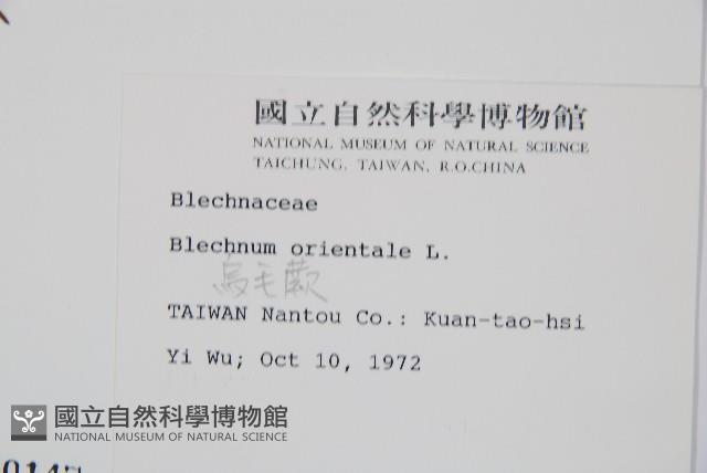 Oriental blechnum Collection Image, Figure 2, Total 6 Figures