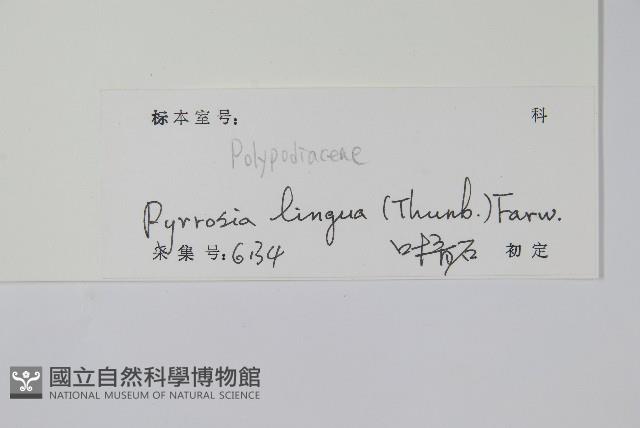 石葦藏品圖，第2張