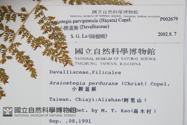 台灣小膜蓋蕨藏品圖，第2張