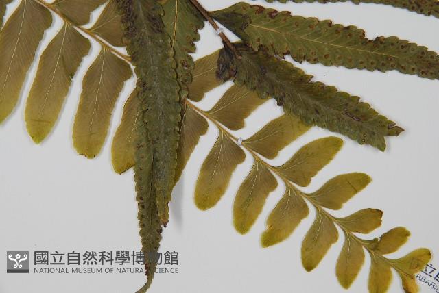 登錄號:P005679藏品圖，第3張