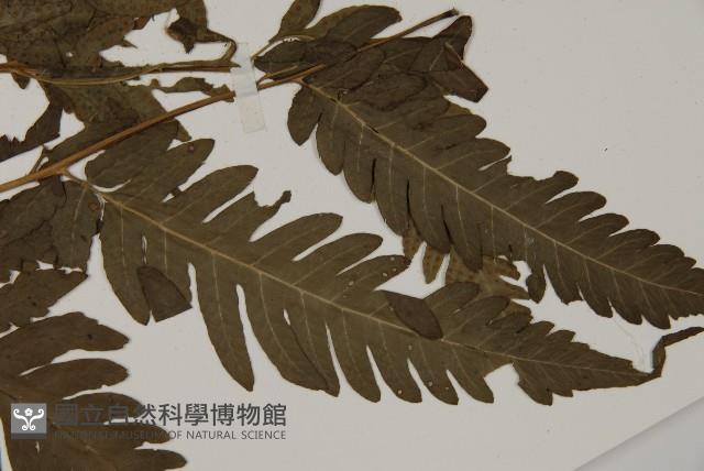 屏東擬肋毛蕨藏品圖，第3張