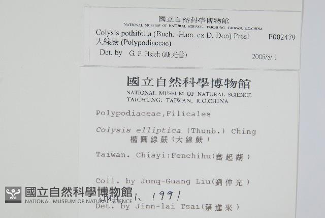 大線蕨藏品圖，第2張