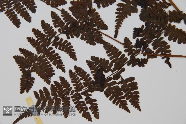 大葉貞蕨藏品圖，第3張