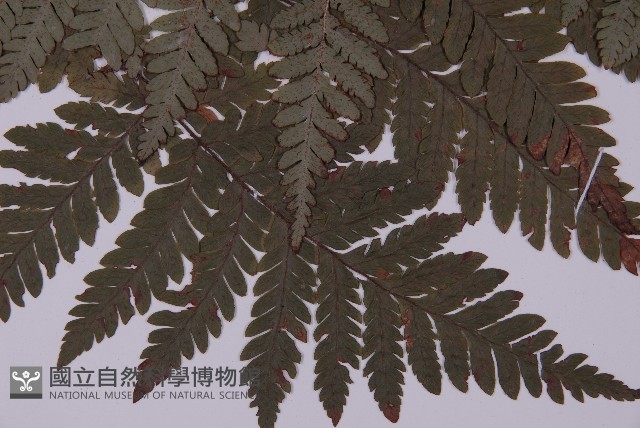 肋毛蕨藏品圖，第3張