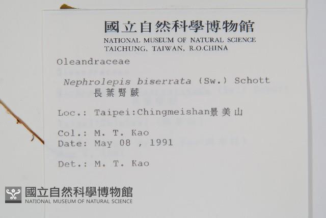 長葉腎蕨藏品圖，第2張