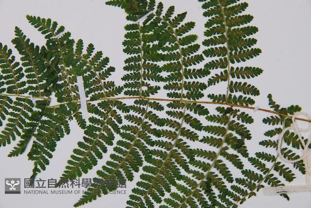 Accession Number:P011989 Collection Image, Figure 3, Total 4 Figures