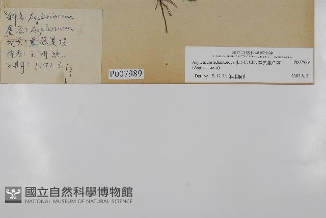 革葉鐵角蕨藏品圖，第2張