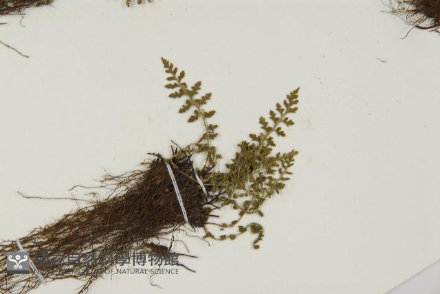 西北鐵角蕨藏品圖，第3張