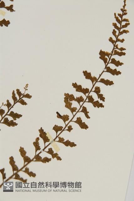 鱗柄鐵角蕨藏品圖，第3張