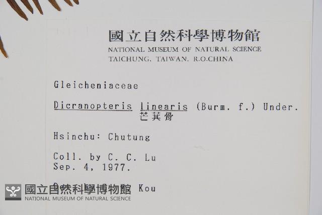 芒萁藏品圖，第2張