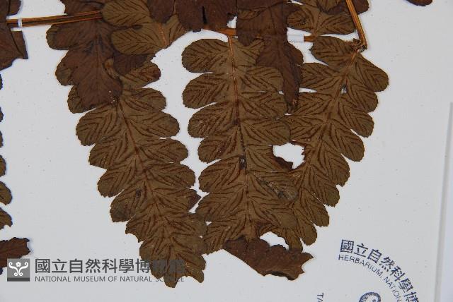 長果短腸蕨藏品圖，第6張