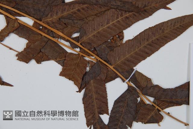 菜蕨藏品圖，第3張