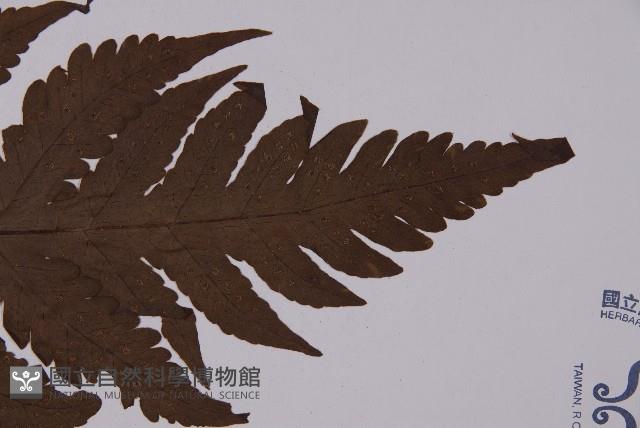 陰地三叉蕨藏品圖，第3張