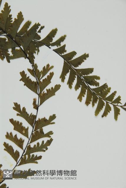 薄葉孔雀鐵角蕨、邊孢鐵角蕨藏品圖，第3張