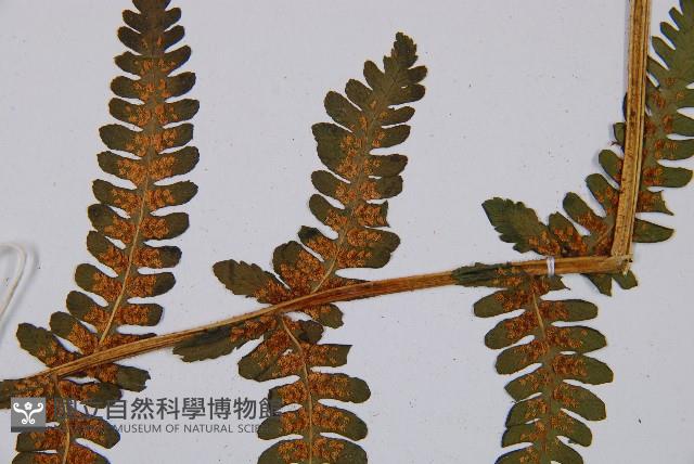 登錄號:P003789藏品圖，第3張