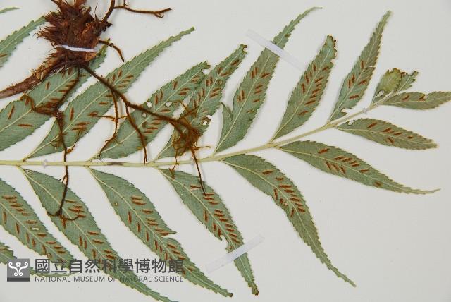 蘭嶼鐵角蕨藏品圖，第3張