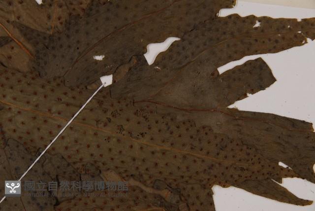 蛇脈三叉蕨藏品圖，第3張